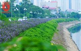 Đẹp ngỡ ngàng với con đường hoa tím bên dòng sông Tô Lịch